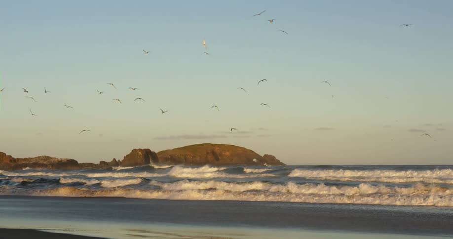 Waves rolling in to the shore as birds fly above