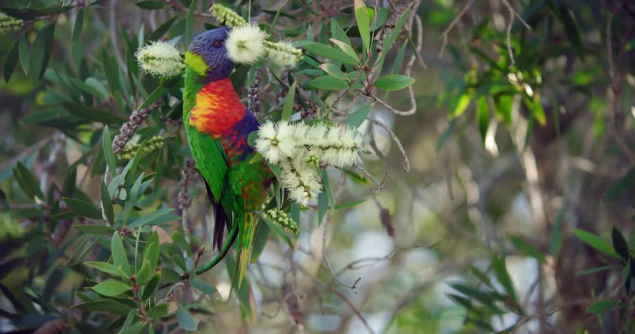 A colorful bird eating on a swaying tree branch