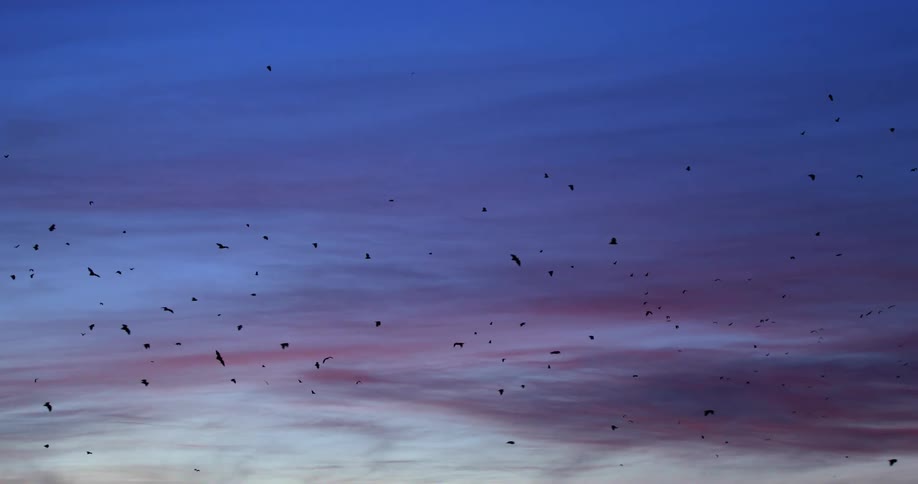 Group of bats flying against the blue and purple clouds in the sky at sunset