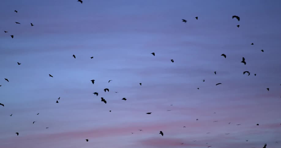 Silhouettes of bats flying in the air with the sky and clouds in the background