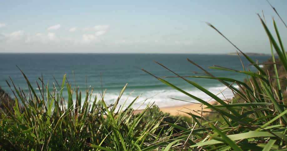 Blades of grass sway in the wind on a hill above a beach on a sunny day
