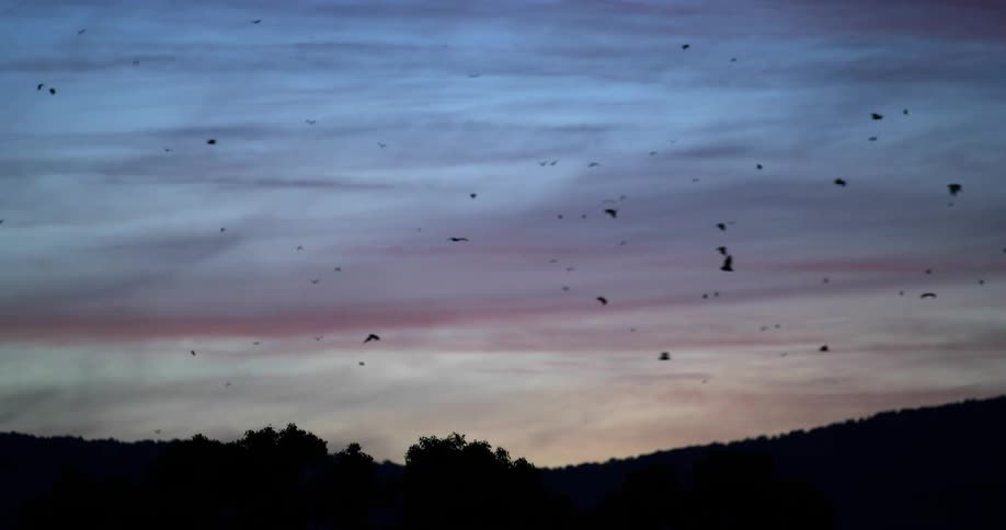 Silhouettes of bats flying in the air with the sky and clouds in the background