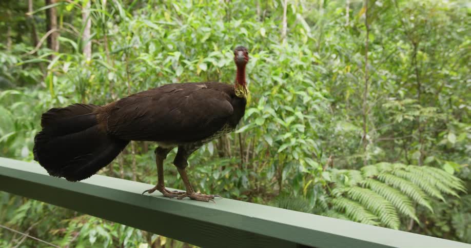 A bird perched on a railing in a forest area