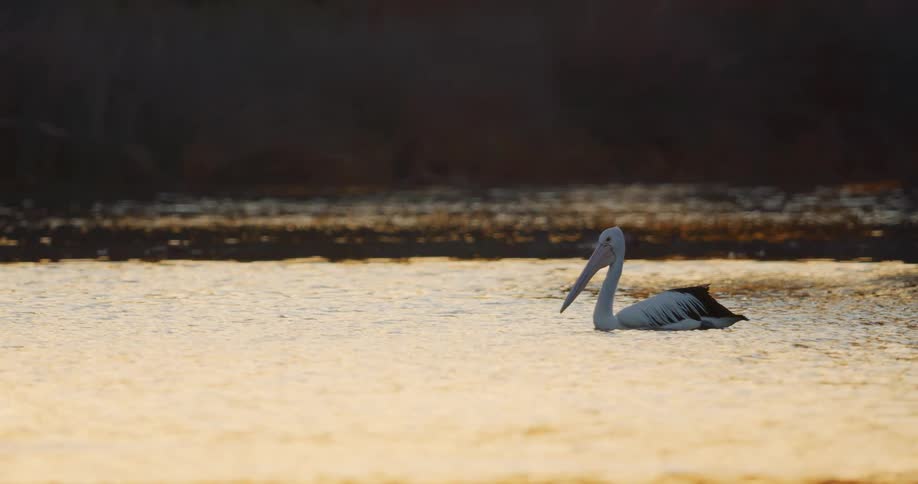 Birds out at a lake