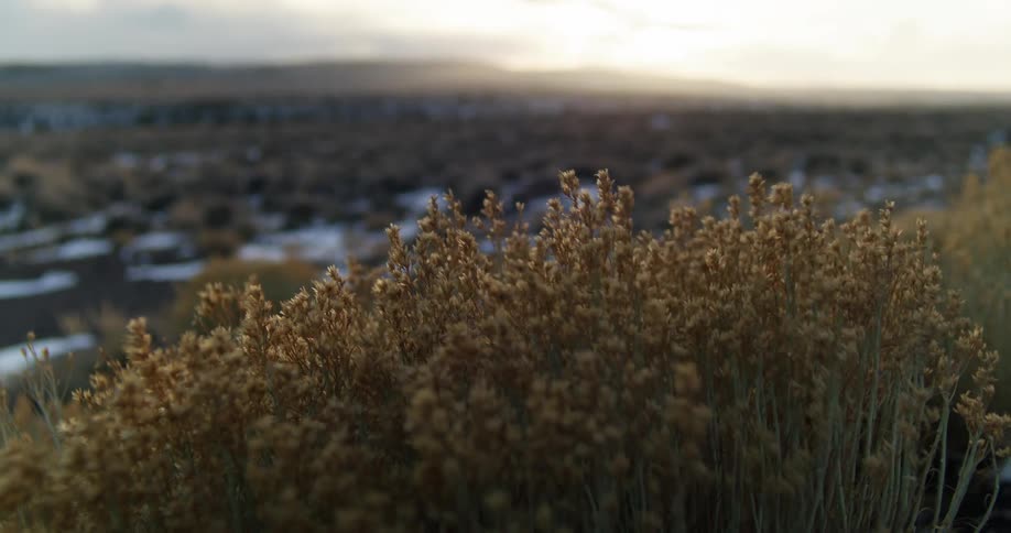 Brown plants are moving in the breeze