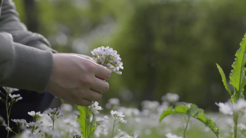 Hands gently picking small white wildflowers in a quiet green field.