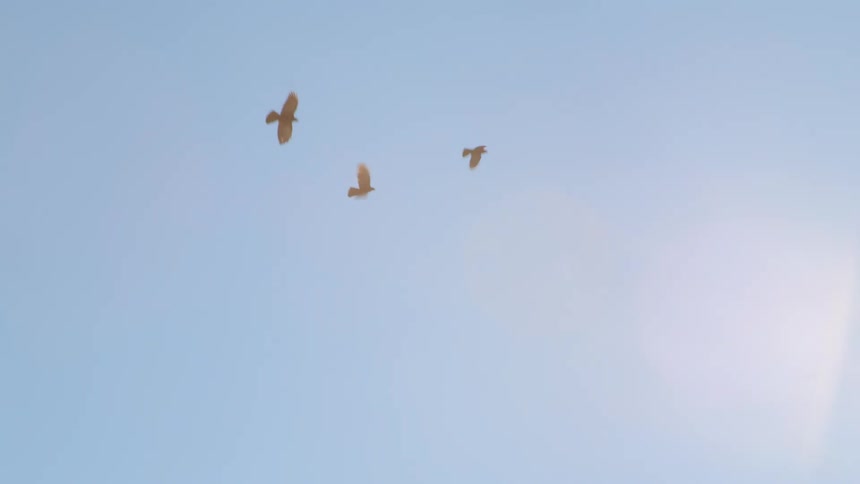 Three large birds fly together toward the bright sun