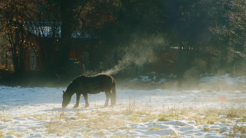 Horse in pasture grazes snow covered ground