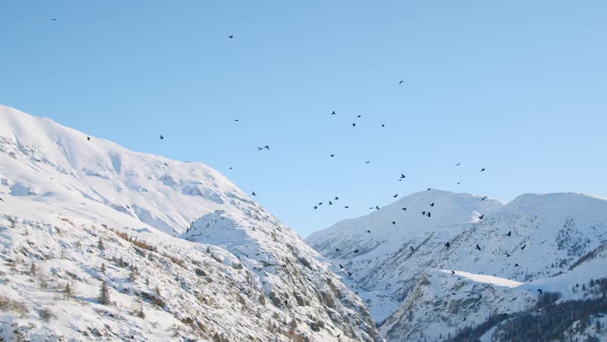 Birds flying in the air with a snow covered mountain range the sky and clouds in the background