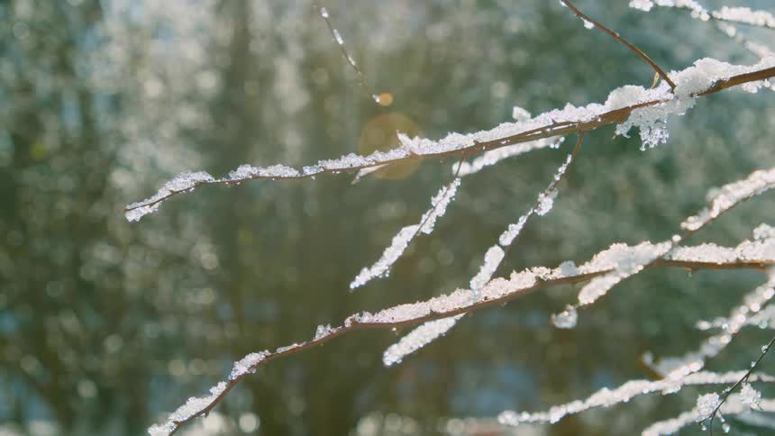 Frost lying atop the thin branches of a tree on a sunny day