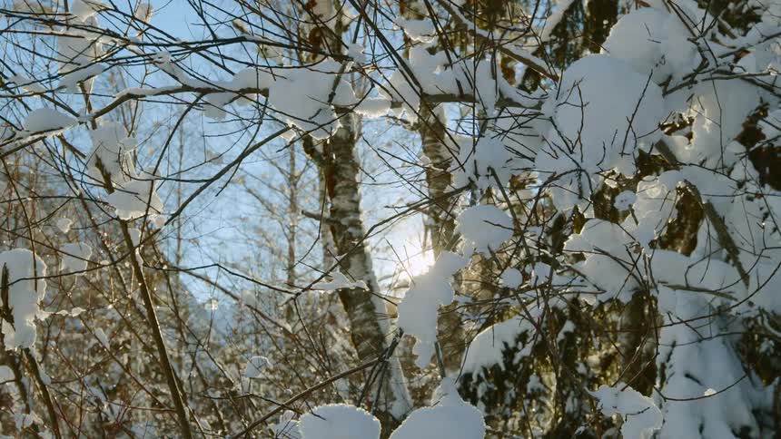 The thin branches of a tree covered in snow on a sunny day