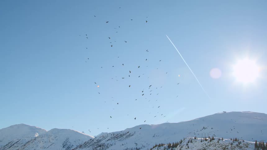 A swarm of birds flying over a snowy mountain range on a bright sunny day
