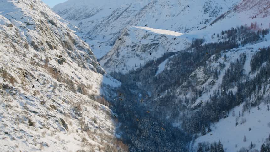 A large flock of black birds fly over snow covered mountains