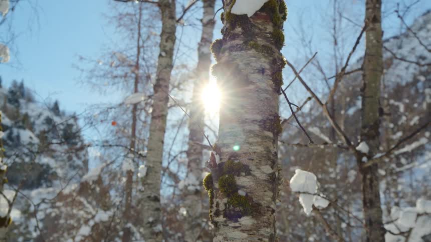 The bright sun melts ice that drips down a tree trunk in the woods