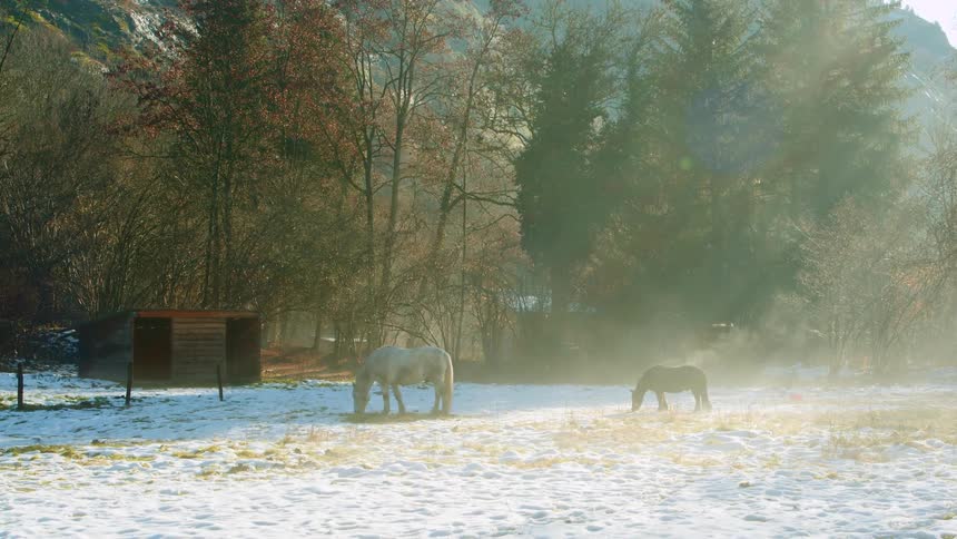 A large horse and a smaller horse graze in a field covered with a light dusting of snow