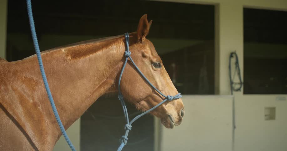 A horse standing around outside of a barn
