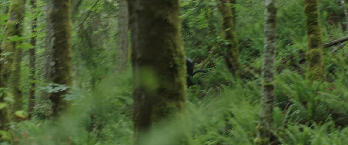 Man jumping a mountain bicycle downhill in the forest