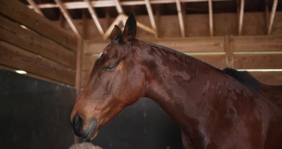 A horse in a stable with a wall in the background