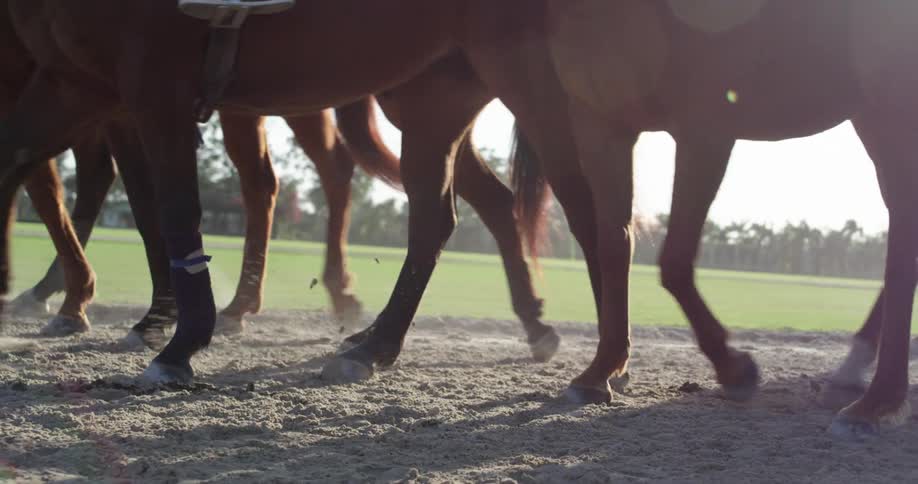 Horses walking on a track with trees the sky and clouds in the background