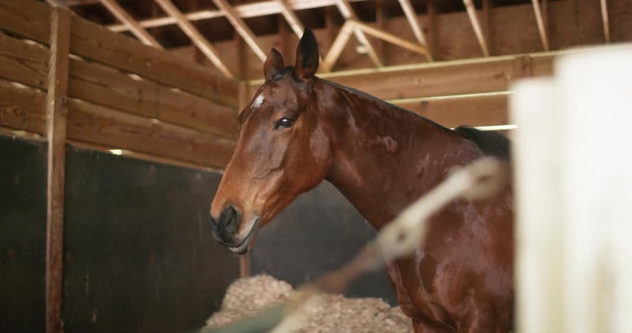 A horse in a stable with a wall in the background