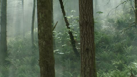 Camera sweeps through lush forest revealing sun beams through fog