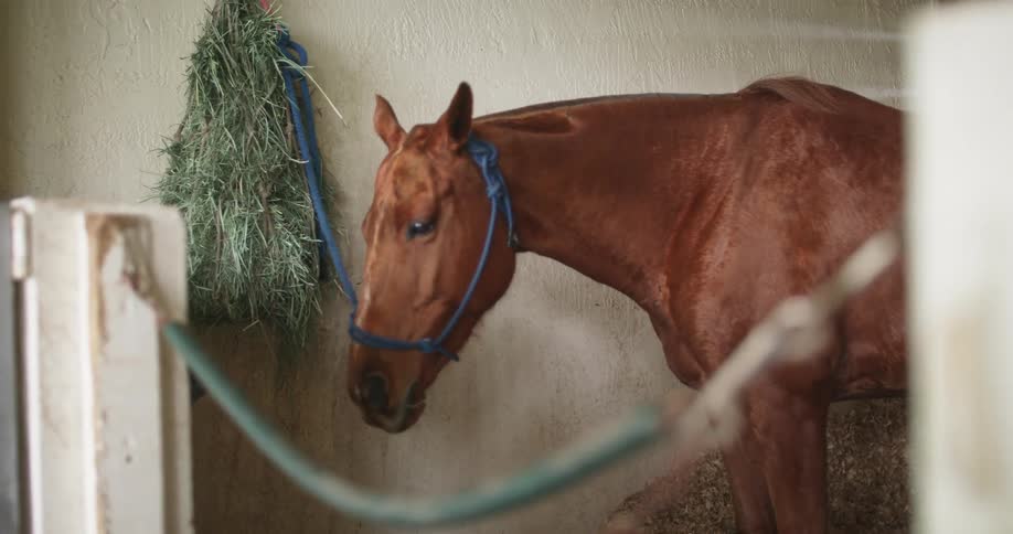 A horse is eating hay next to a wall outdoors