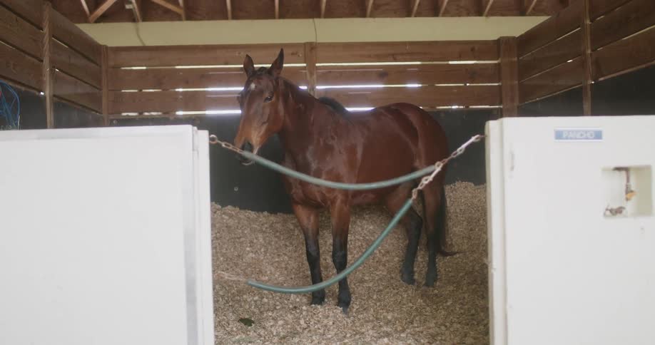 A brown horse standing in a stable