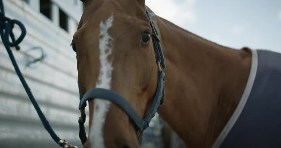 Close up of a horse tied by the bridle to the side of a trailer outdoors