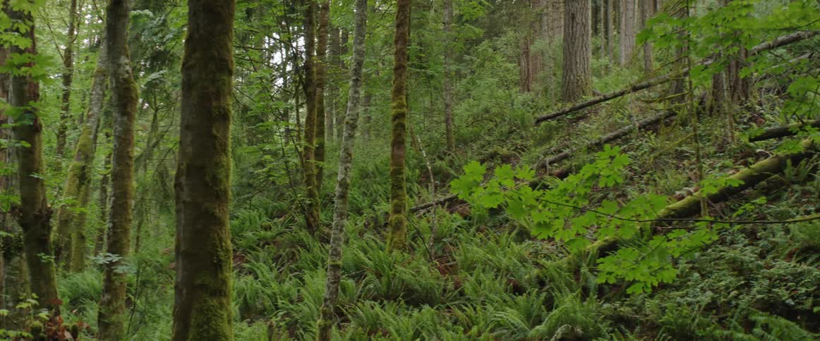 A person riding a bike through the forest with plants and trees