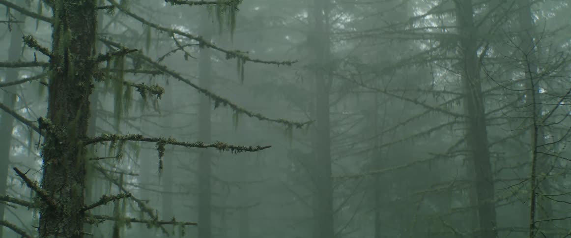 Tall trees in a foggy pacific northwest forest with moss and hanging lichen
