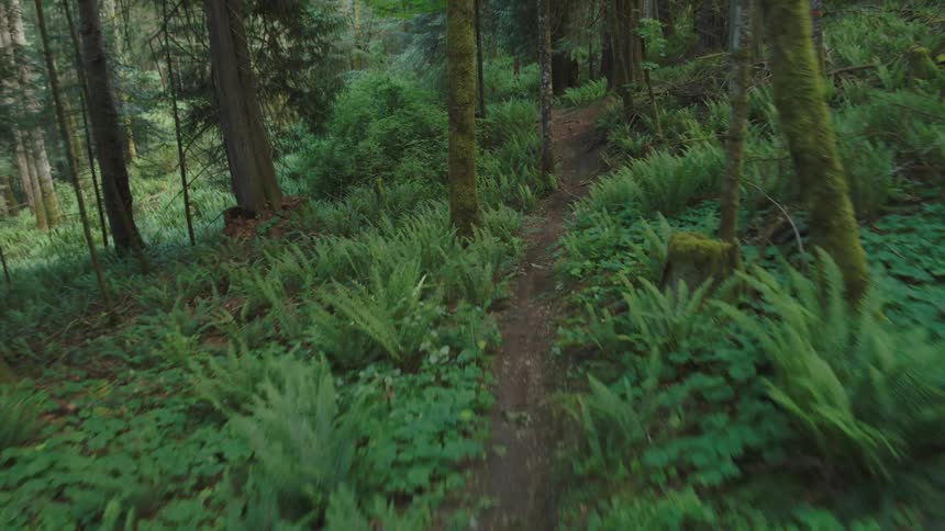 A person riding a bike through a forest on a trail