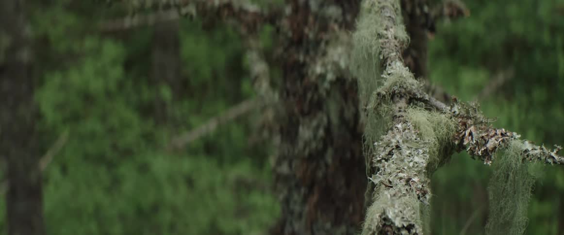 A tree in a forest with branches and leaves covered in moss