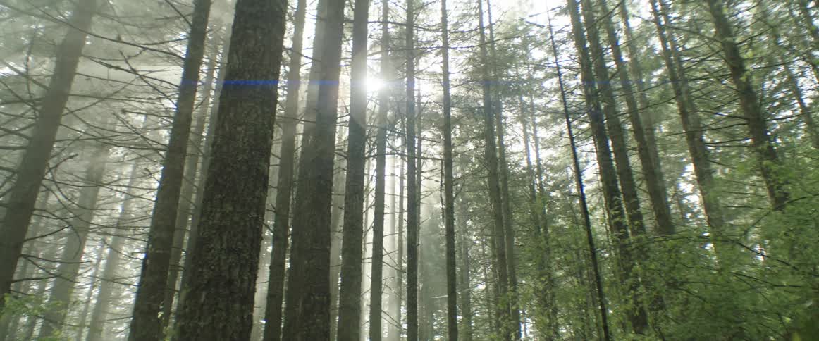 The sun flares through a lush foggy forest with light beams