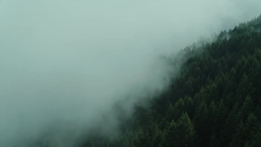 Aerial view of clouds touching the top of a pine tree forest in the mountains