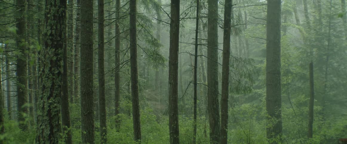 A foggy forest with trees and plants with the sky and clouds in the background