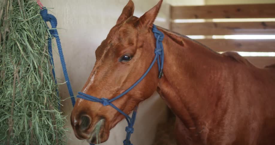 A horse in a stable eating hay with a wall in the background