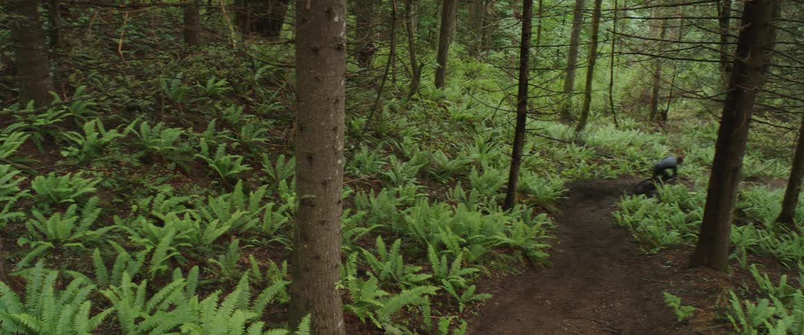 A cyclist rides a mountain bike along a winding dirt trail through a forest at high speed during the day