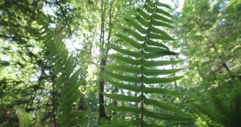 Sunlight shines through trees and ferns growing in a green forest in the daytime