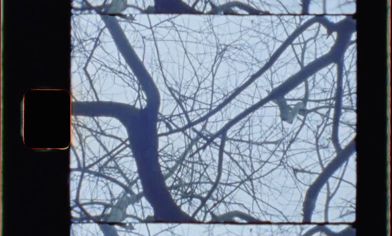 A plastic bag sits stretched across barren tree branches