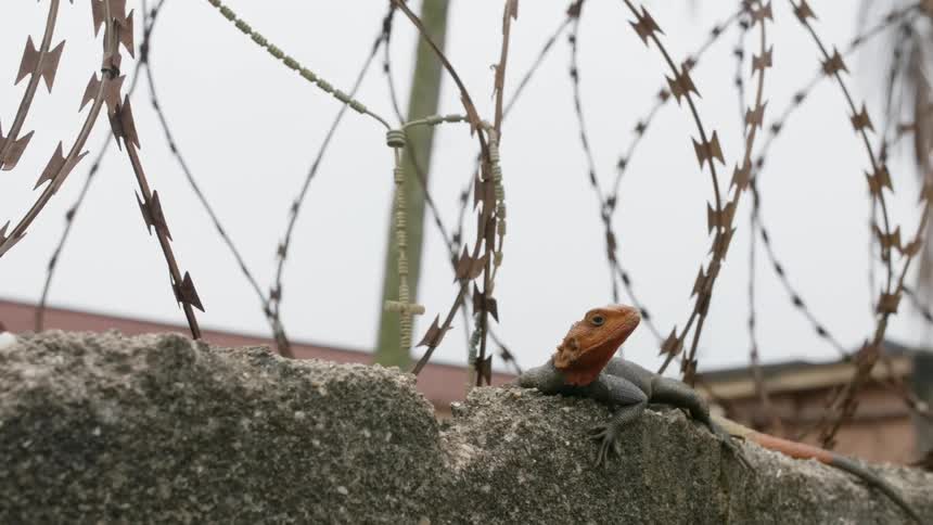 Colorful lizard standing on the top of a concrete wall next to a crucifix