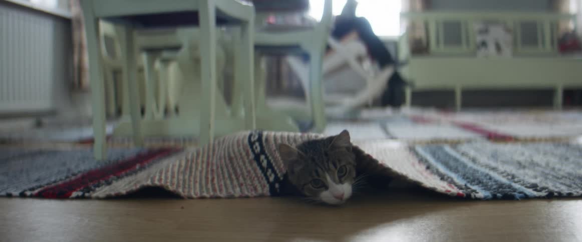 A cat plays underneath an area rug in a home