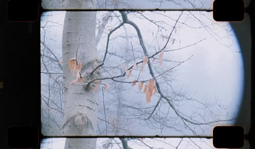 Tree with a few leaves on a winter day on analog Film 16mm