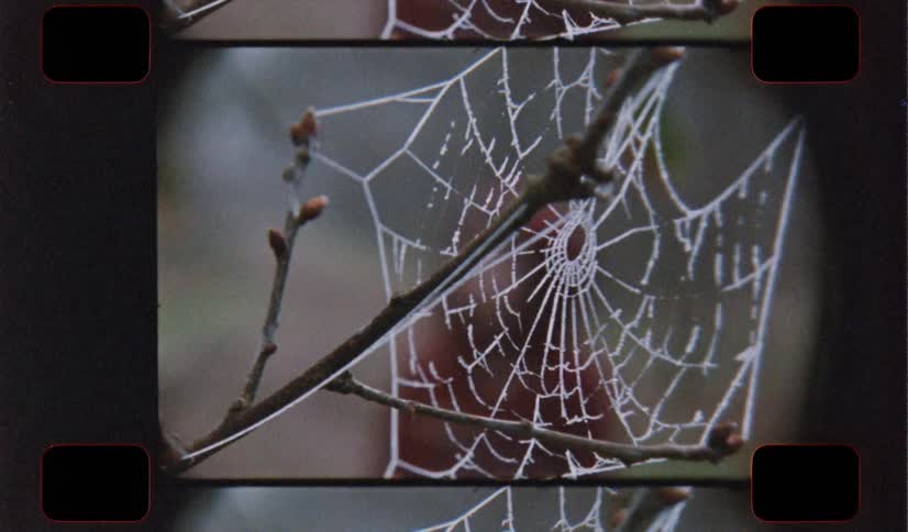 A spider web flutters on branches with buds on analog Film 16mm