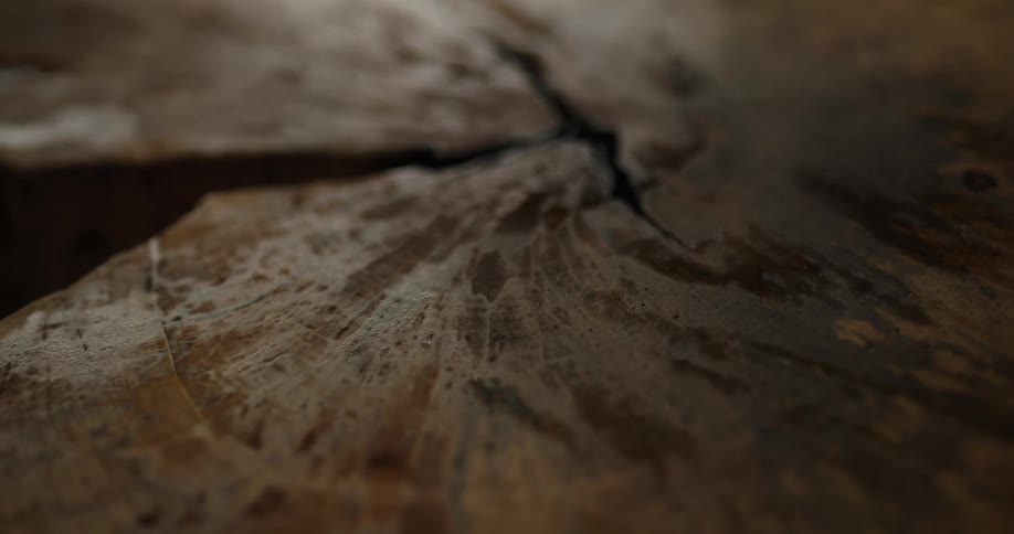 A cross section of a tree trunk