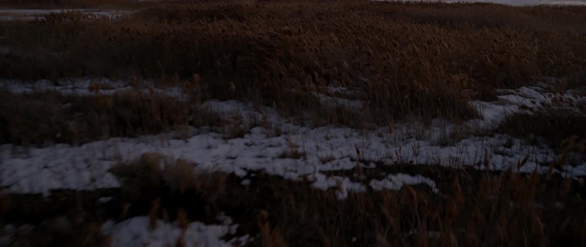 Tall grass near a mountain at dusk