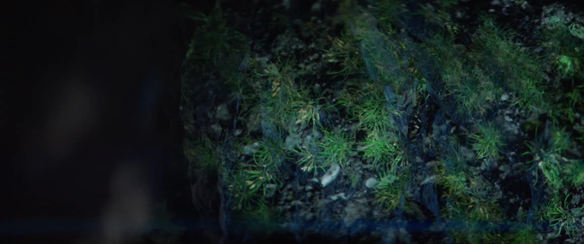 The grass grows and waves around on the rocks