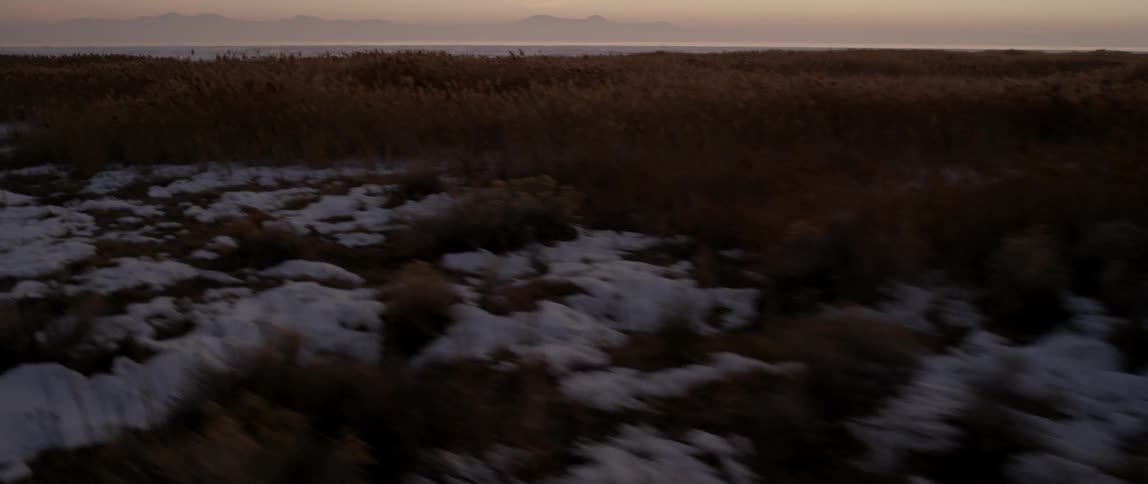 Moving fast over a field with many bushes near the shore