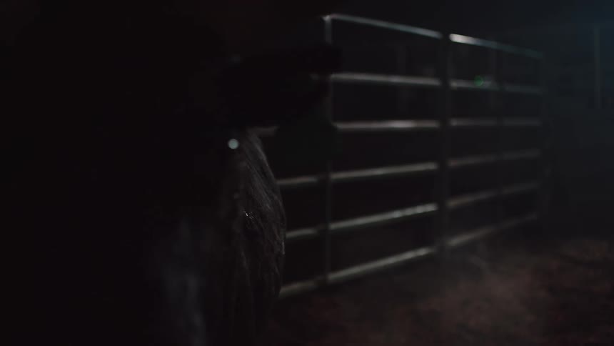 A cow walking in a barn