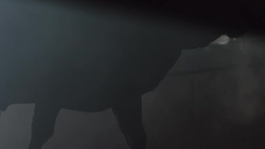 Bull with dripping snout moving inside a dimly lit foggy stable