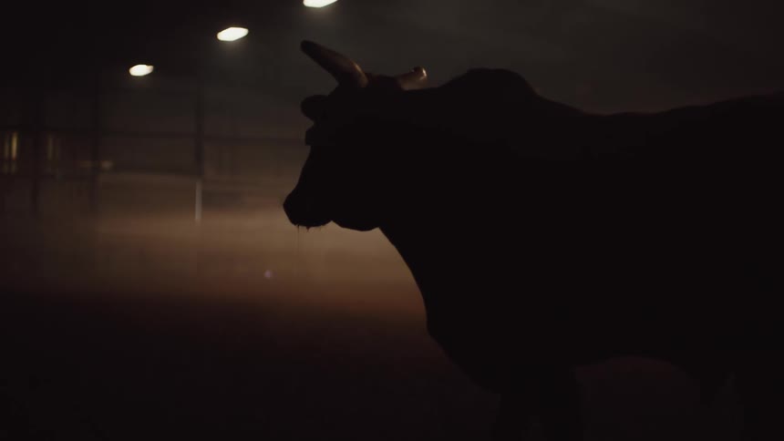 A large bull stands in a dusty dirt ring
